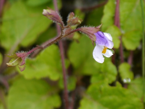 Mazus surculosus (Mazus surculosus)