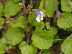 Mazus surculosus
