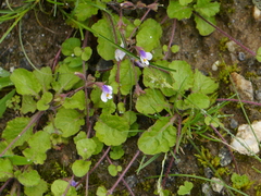 Mazus surculosus