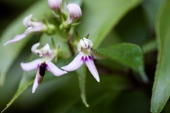 Lobelia borneensis