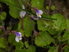 Mazus surculosus
