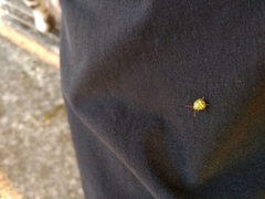 Elasmostethus interstinctus