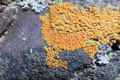 Polycauliona impolita