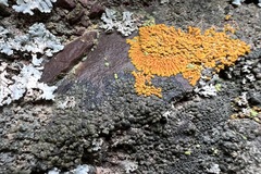 Polycauliona impolita