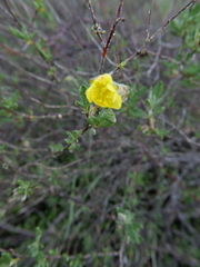 Helianthemum stipulatum