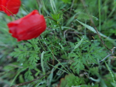 Anemone coronaria