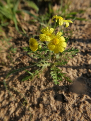 Senecio vernalis
