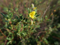 Helianthemum stipulatum