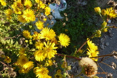 Heterotheca subaxillaris