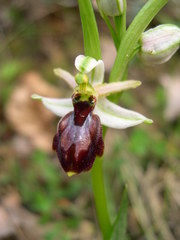 Ophrys exaltata arachnitiformis