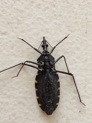 Triatoma eratyrusiformis