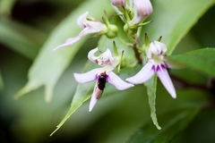 Lobelia borneensis