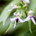 Lobelia borneensis - Photo (c) Shawn O'Donnell, alguns direitos reservados (CC BY), uploaded by Shawn O'Donnell