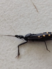 Triatoma eratyrusiformis