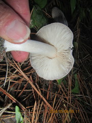 Tricholoma terreum image
