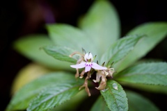 Lobelia borneensis