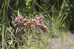 Pelargonium schlechteri