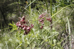 Pelargonium schlechteri