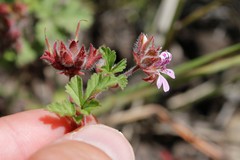 Pelargonium capituliforme