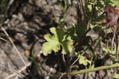 Pelargonium capituliforme