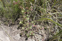 Pelargonium capituliforme