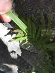 Pteris vittata