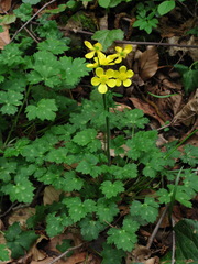 Ranunculus grandiflorus