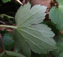 Ranunculus grandiflorus
