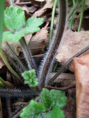 Ranunculus grandiflorus
