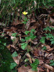 Ranunculus grandiflorus