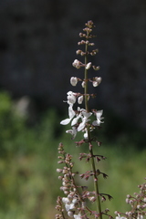 Plectranthus grallatus