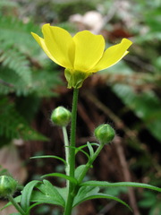 Ranunculus grandiflorus