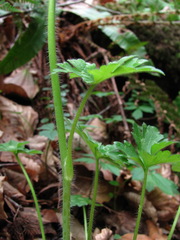 Ranunculus grandiflorus