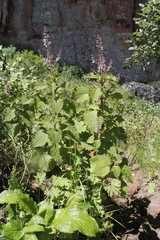 Plectranthus grallatus