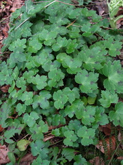 Ranunculus grandiflorus