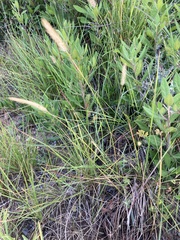 Setaria sphacelata torta