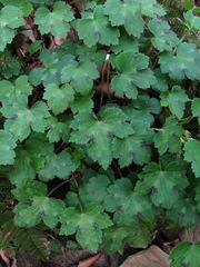 Ranunculus grandiflorus
