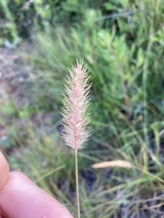 Setaria sphacelata torta