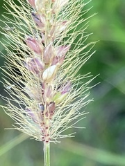 Setaria sphacelata torta
