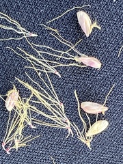 Setaria sphacelata torta