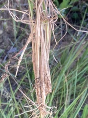 Setaria sphacelata torta