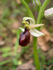 Ophrys exaltata arachnitiformis