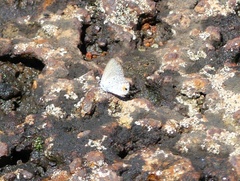 Lepidochrysops procera