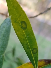 Venturia oleaginea