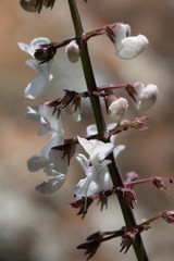 Plectranthus grallatus