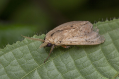 Spilosoma cervina