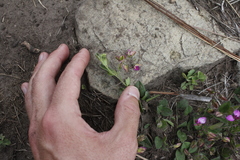 Polygala ohlendorfiana