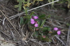 Polygala ohlendorfiana