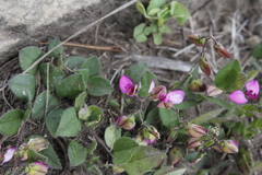 Polygala ohlendorfiana