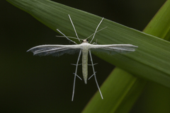 Pterophorus lacteipennis
